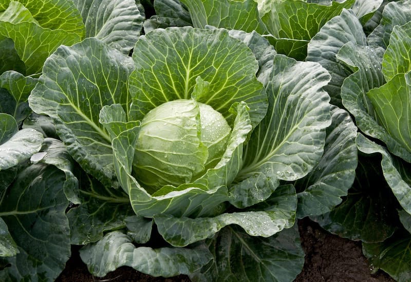 uploads/products/1784621875_Cabbage .jpeg